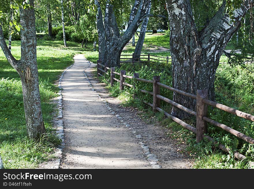 Path in a park of old birch trees