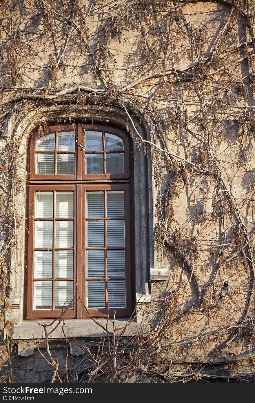 Detail of wood window covered with withered ivy. Detail of wood window covered with withered ivy.