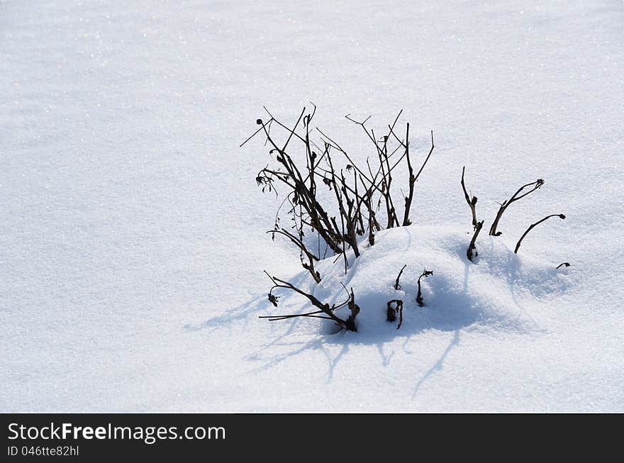 Snow cover and a snowbound bush.