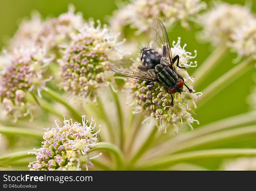 Fly on the meadows flower