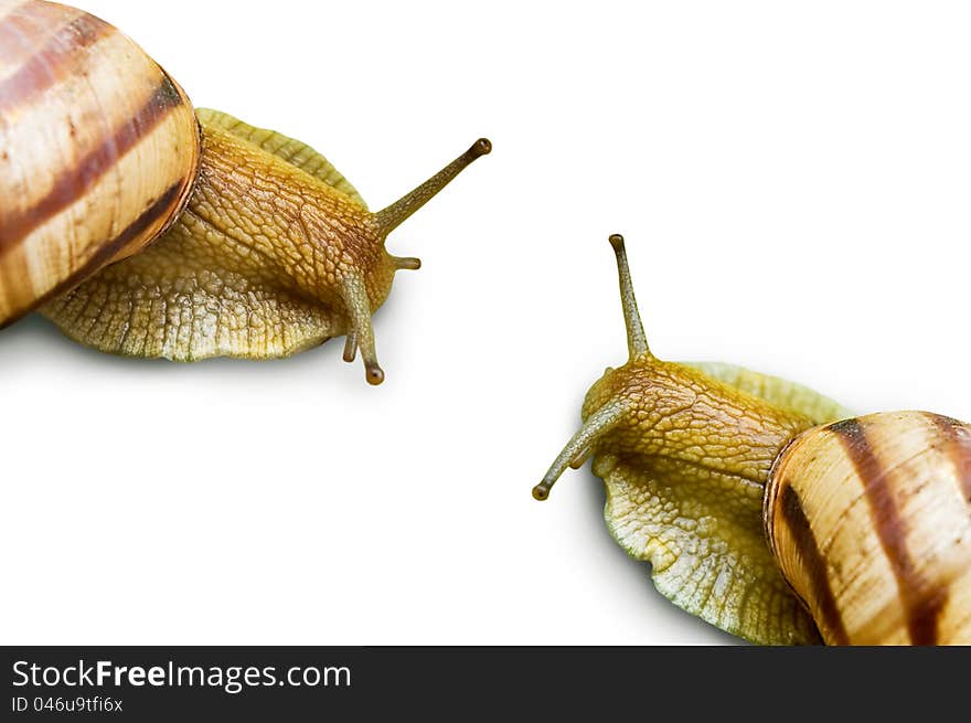 Two grape snail on a white background