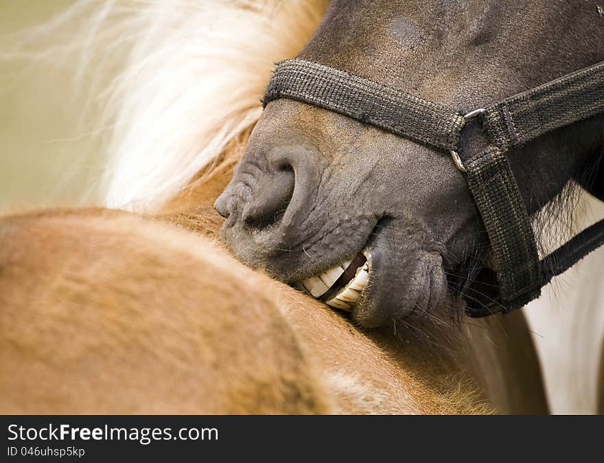 Pony horse bites his friend. Pony horse bites his friend