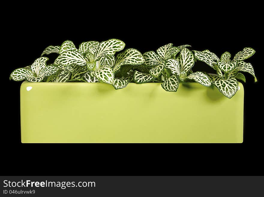 Indoor plant Fittonia isolated on a black background. Indoor plant Fittonia isolated on a black background.