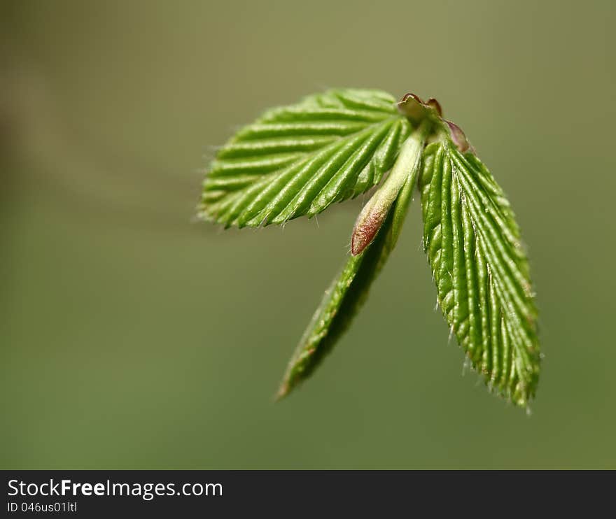 Green Young Spring Leaf