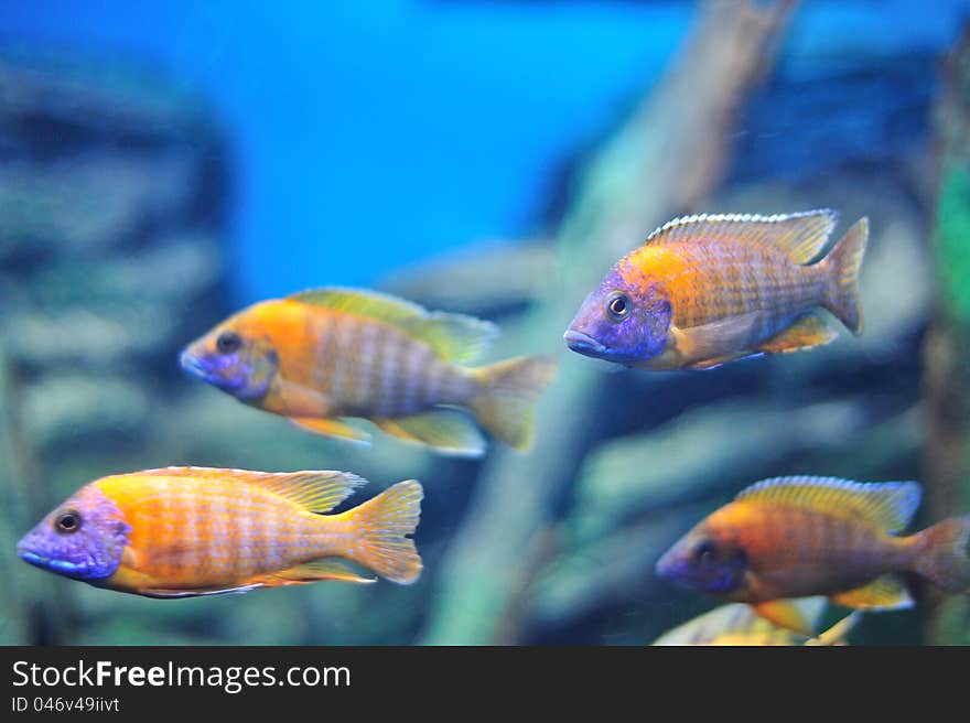 Fish in the aquarium, Thailand