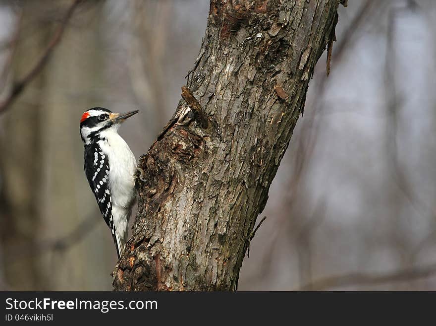 Hairy Woodpecker male