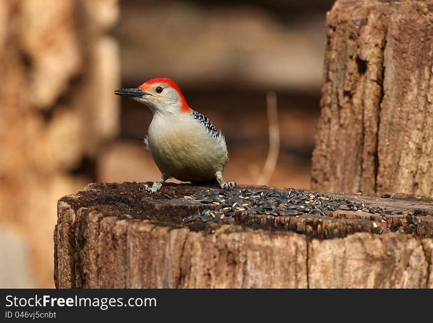 Red-bellied Woodpecker