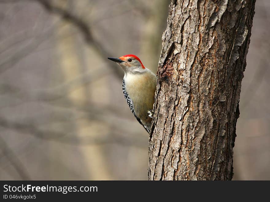 Red-bellied Woodpecker