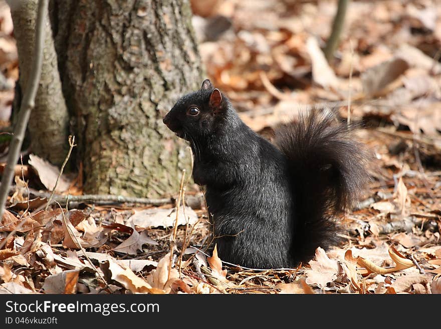 Squirrel black standing on oak leaves with front feet up