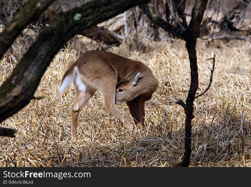 White-tailed Deer in late winter in marsh grass