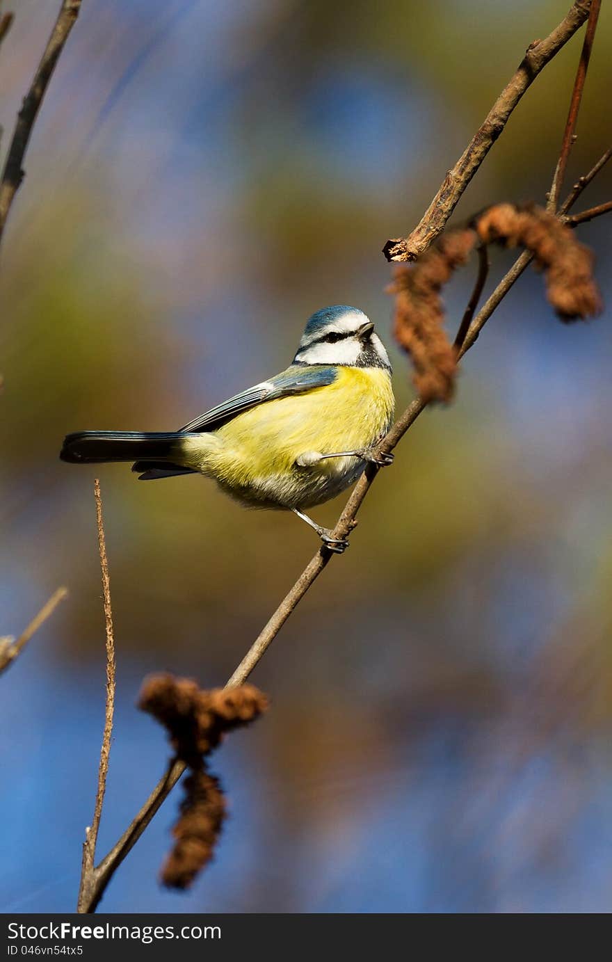 Great Tit resting on a tree branch