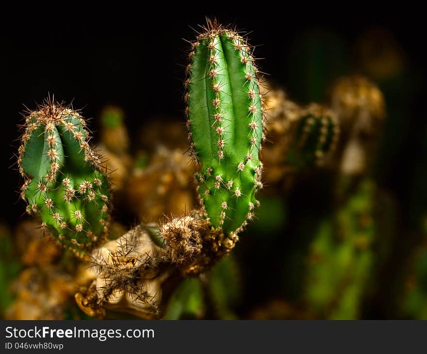 The big, green cactus.