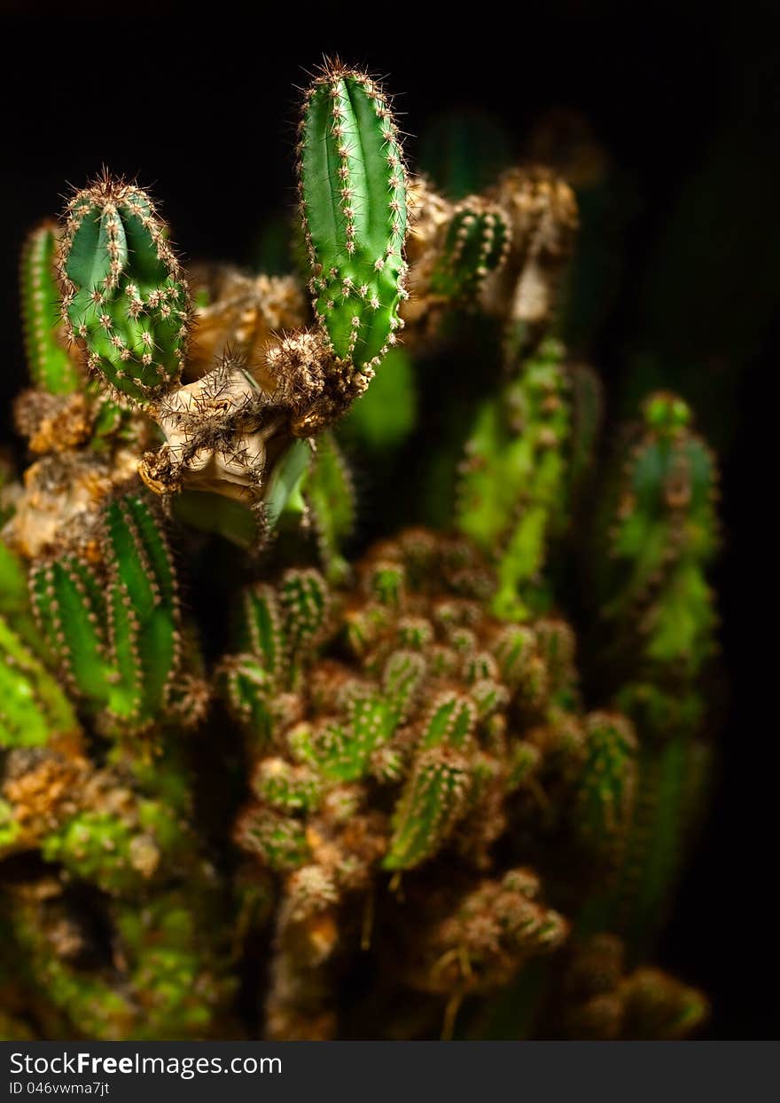 The big, green cactus.