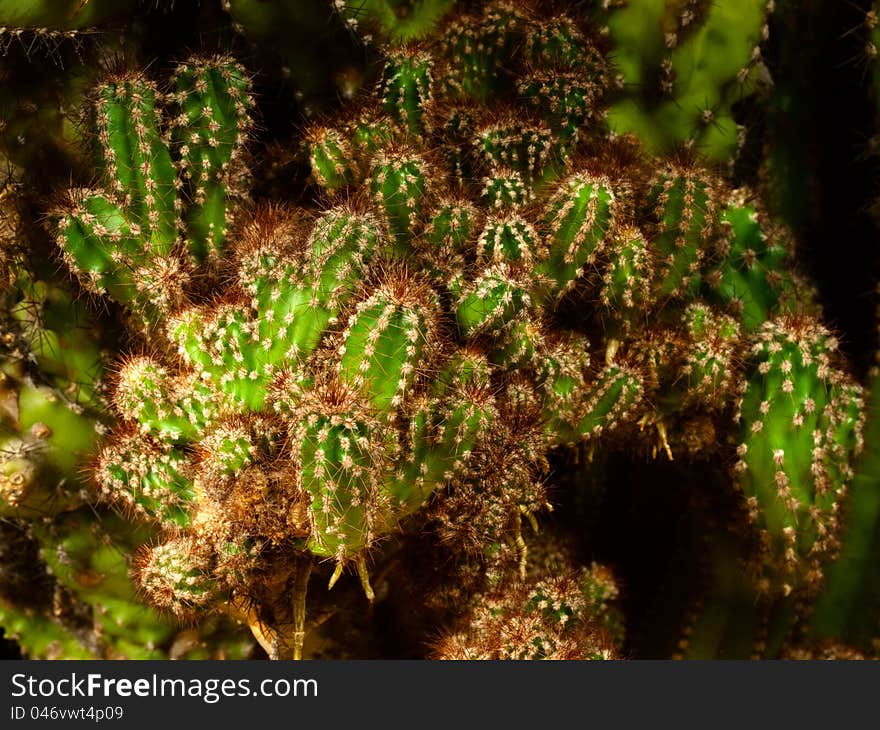 The big, green cactus.