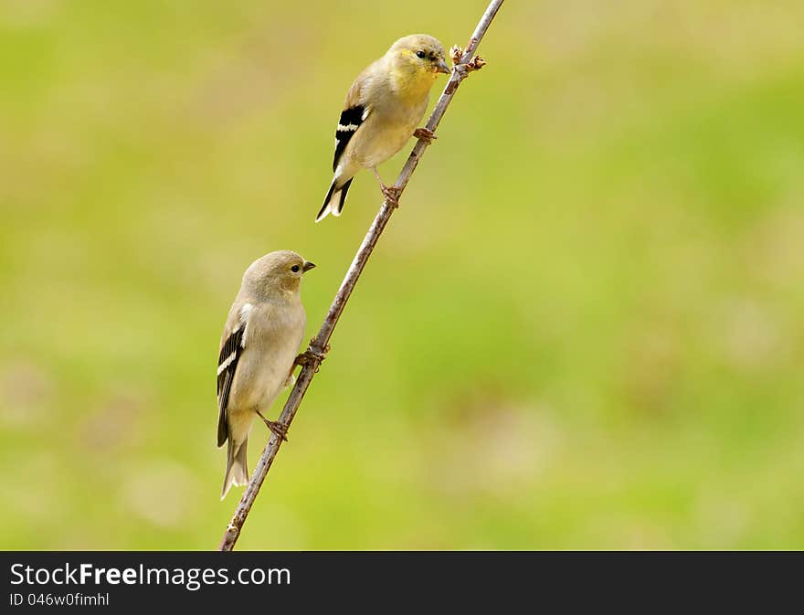 Two Warbler Birds Hanging On Same Branch.