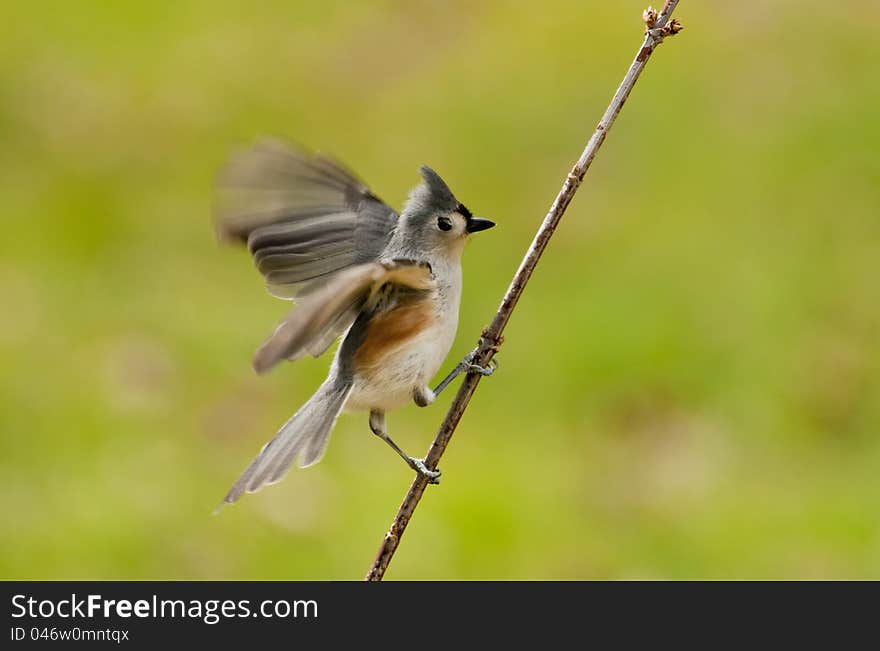 An action photo of a Tufted Titmouse landing.