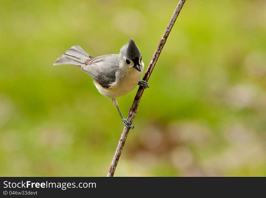 Tufted Titmouse Haning On A Limb.