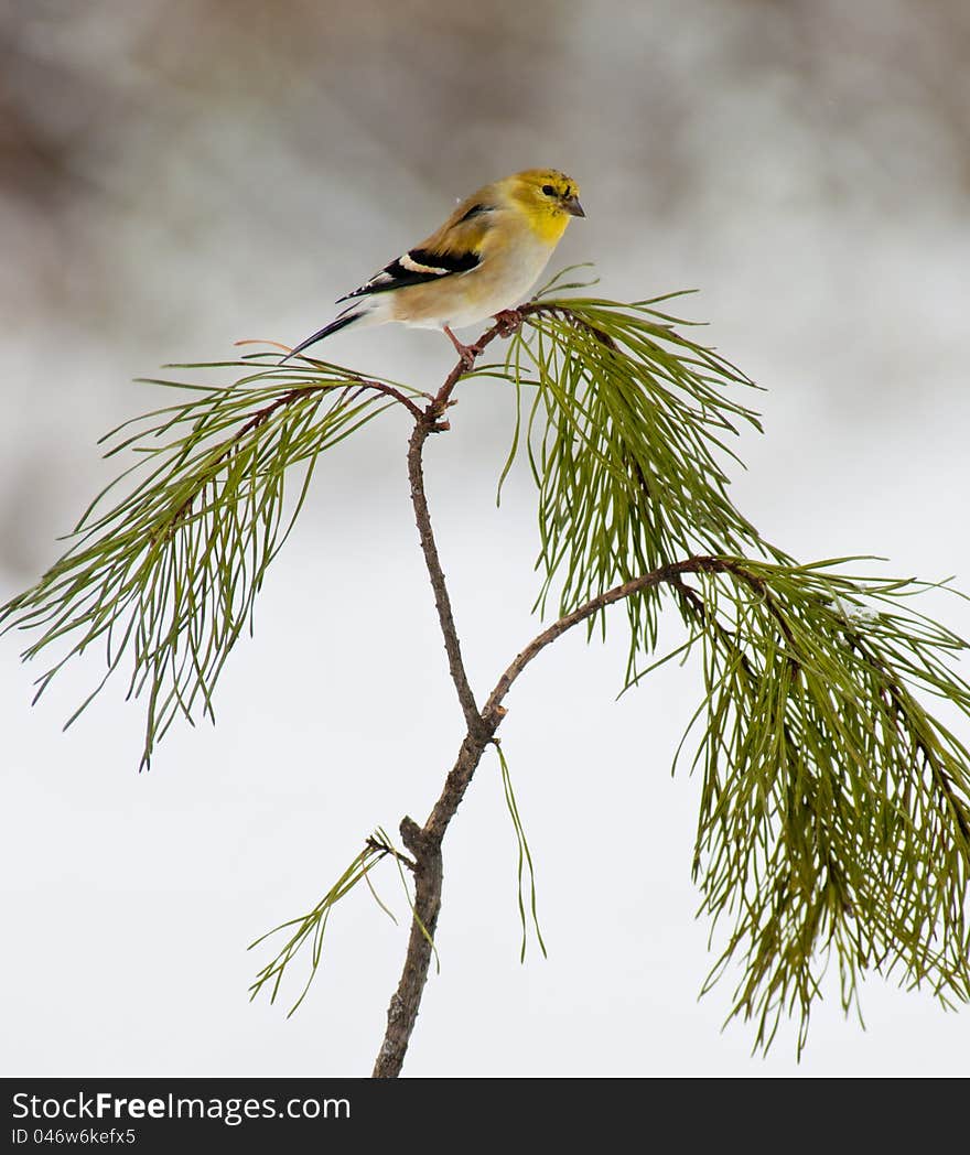 Yellow bird sitting on pine branch.