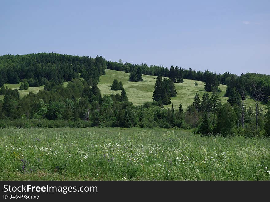 A field covering a hillside in the summer. A field covering a hillside in the summer