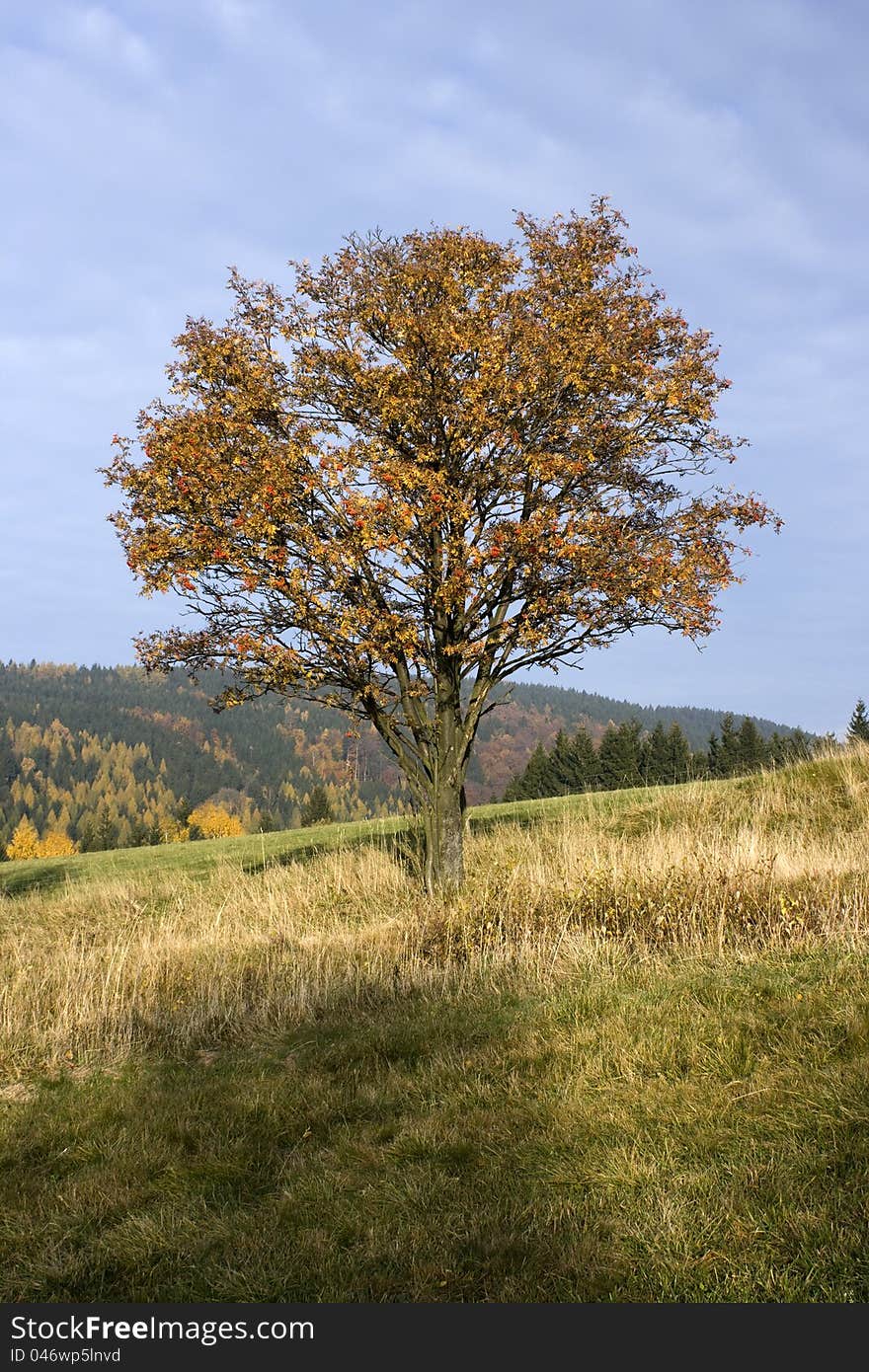 Landscape in the foothills of the Eagle Mountains, rowan tree in the field, sunny autumn day in the Czech countryside, with brown leaves, rowan, rowan with blue sky. Landscape in the foothills of the Eagle Mountains, rowan tree in the field, sunny autumn day in the Czech countryside, with brown leaves, rowan, rowan with blue sky