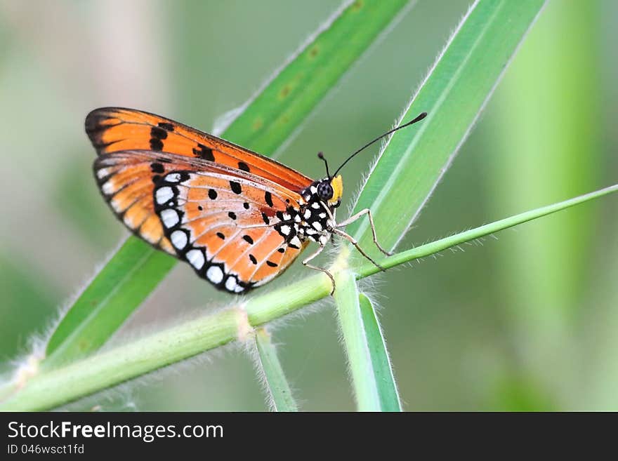 Small Butterfly resting on grass