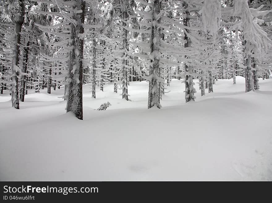 Frozen Forest