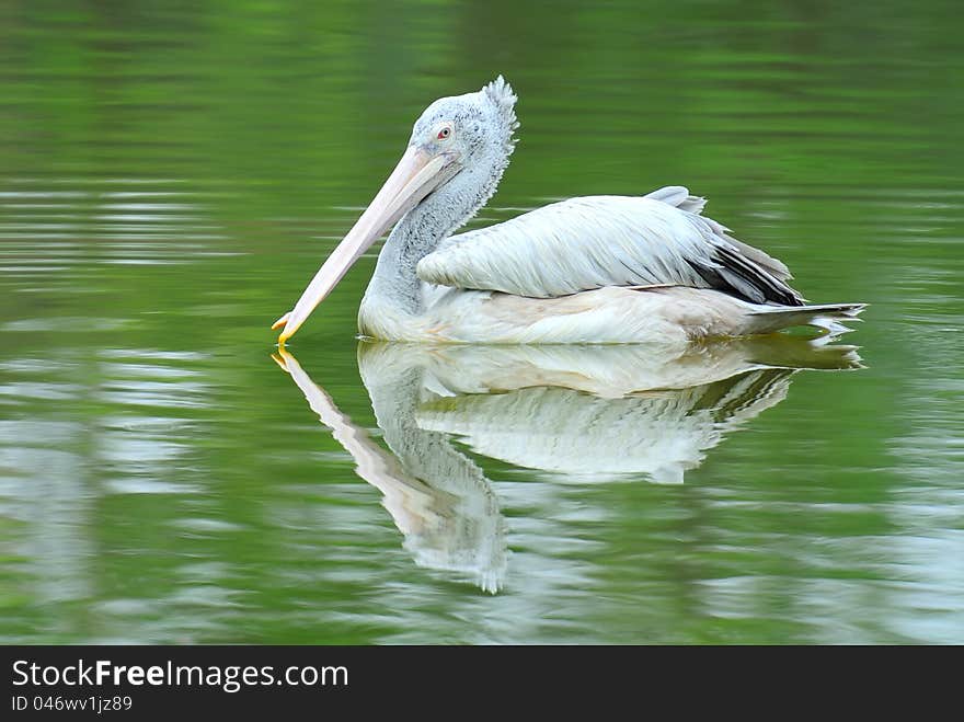 Spot-Billed Pelican in a pond