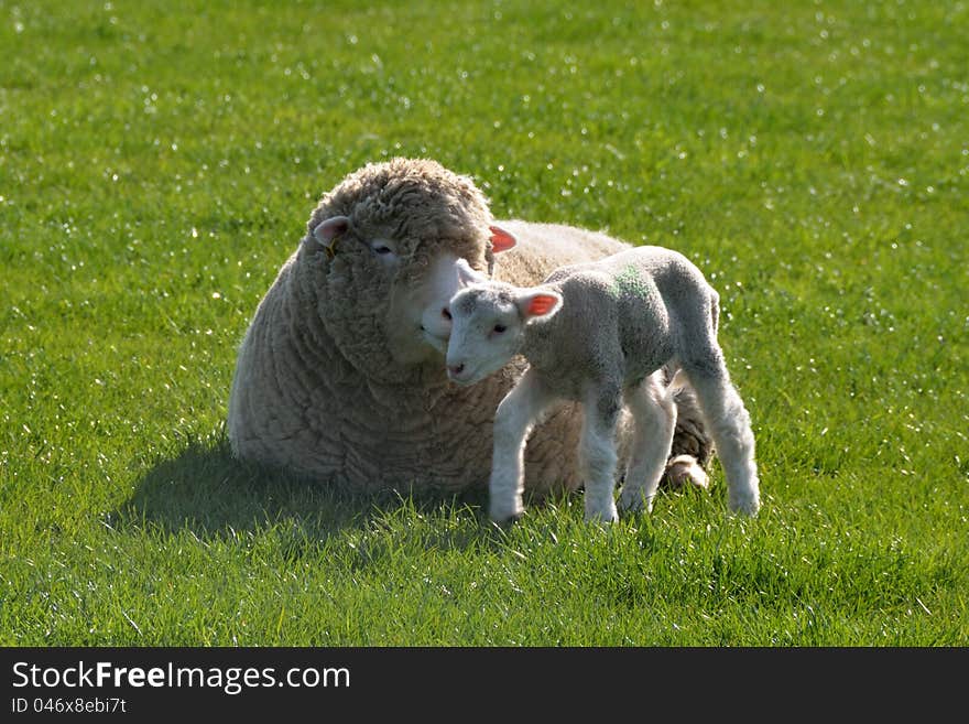 A Small Step for a Lamb