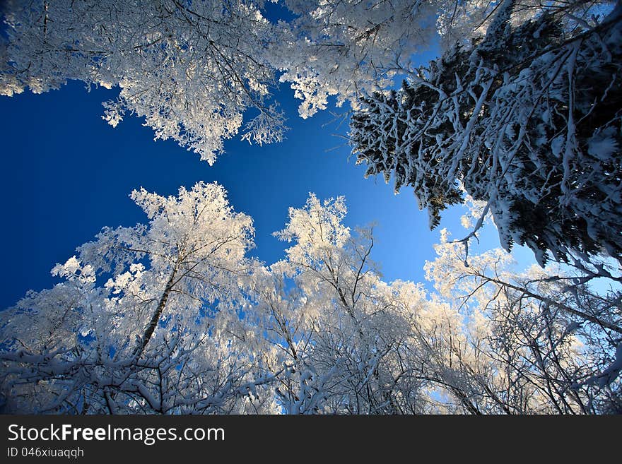 Branch ice sky winter sun