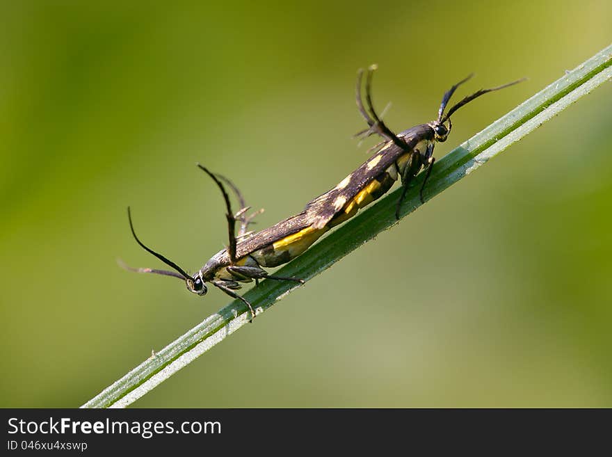 Closeup Insect Breeding on a stem