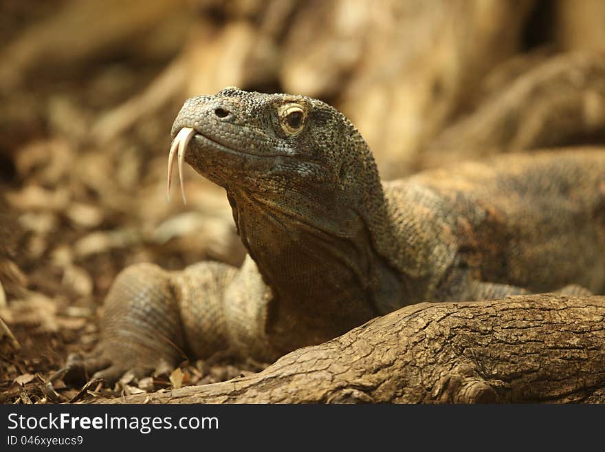 Portrait of a Komodo Dragon