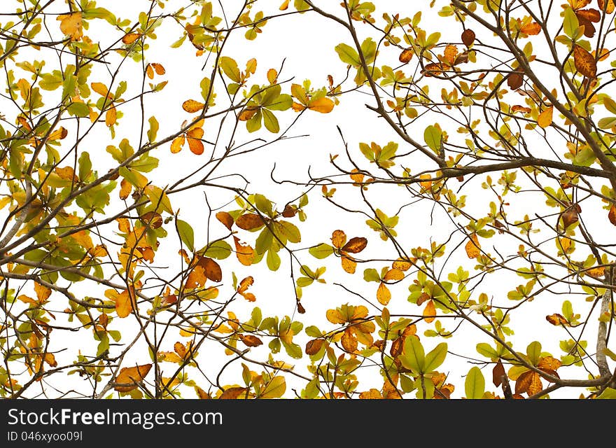 Red and green leaves background