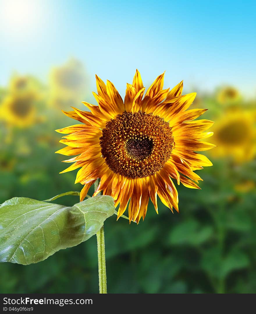 Sunflower field