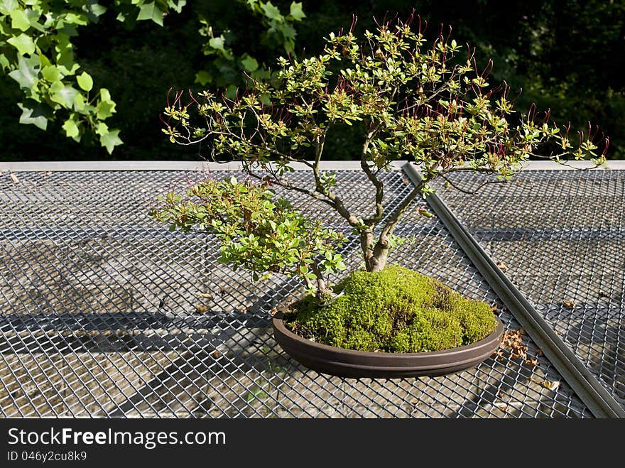 A bonsai tree outdoors in a planter during late Spring.