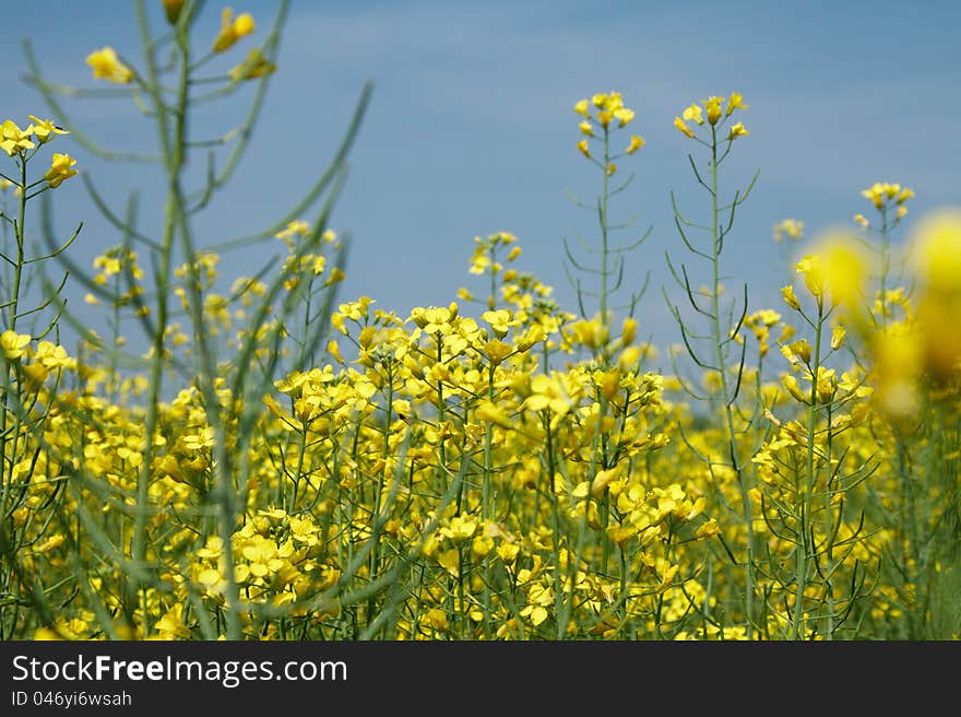 Flowers of Rape against the blue sky