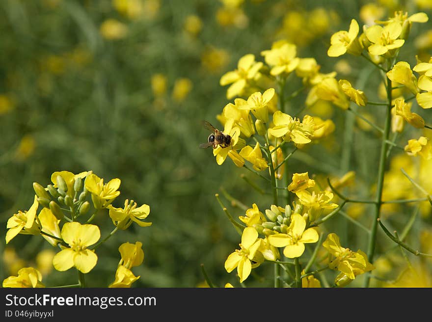 Flowers of rape, close-up