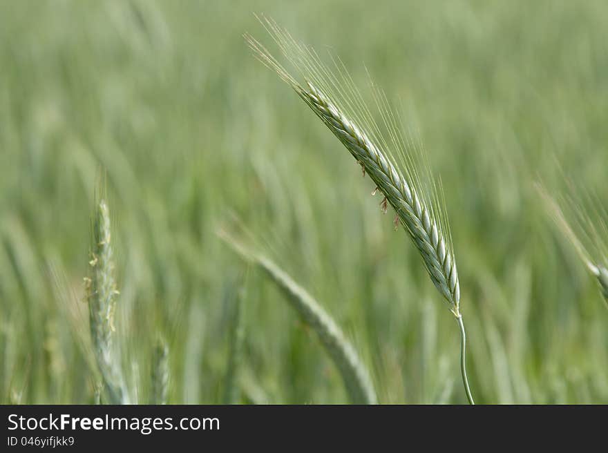 Green barley