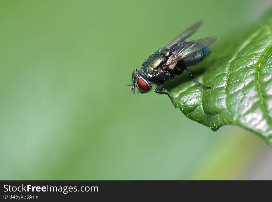 A fly standing at the edge of a green leaf. A fly standing at the edge of a green leaf