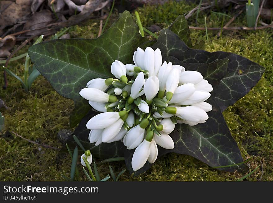 Spring snowdrop flowers bouquet