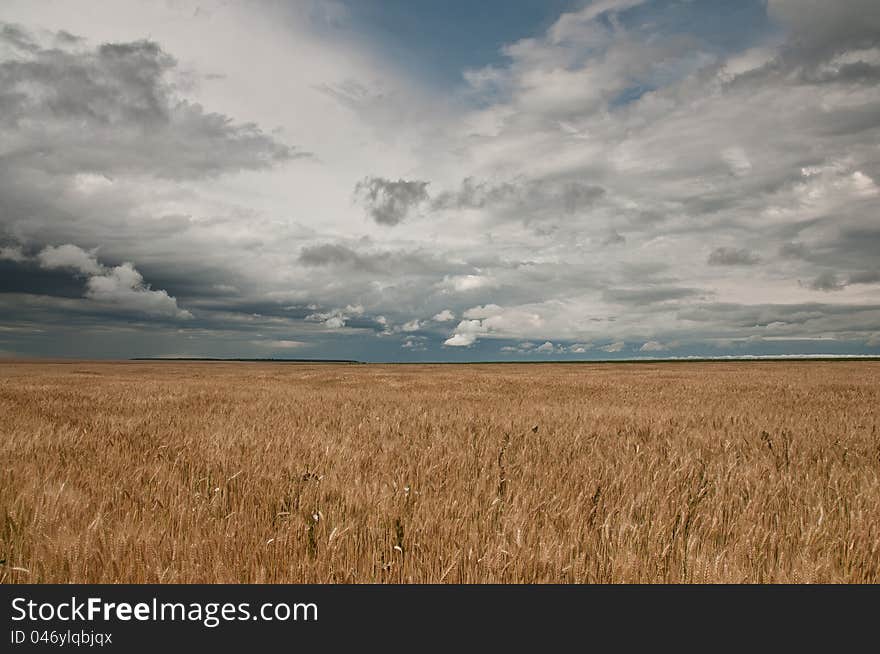 Wheat field ad clouds