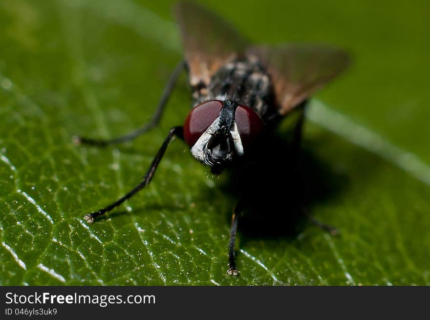 A fly against a green leaf. A fly against a green leaf