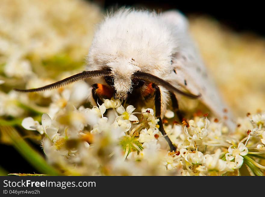 A white moth on a flower