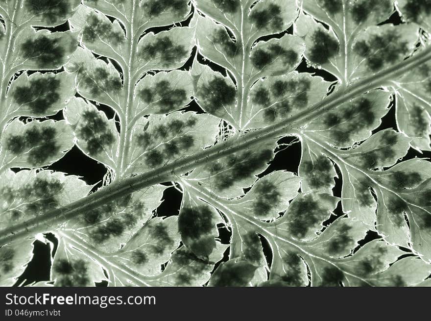 A fern close-up against a black background