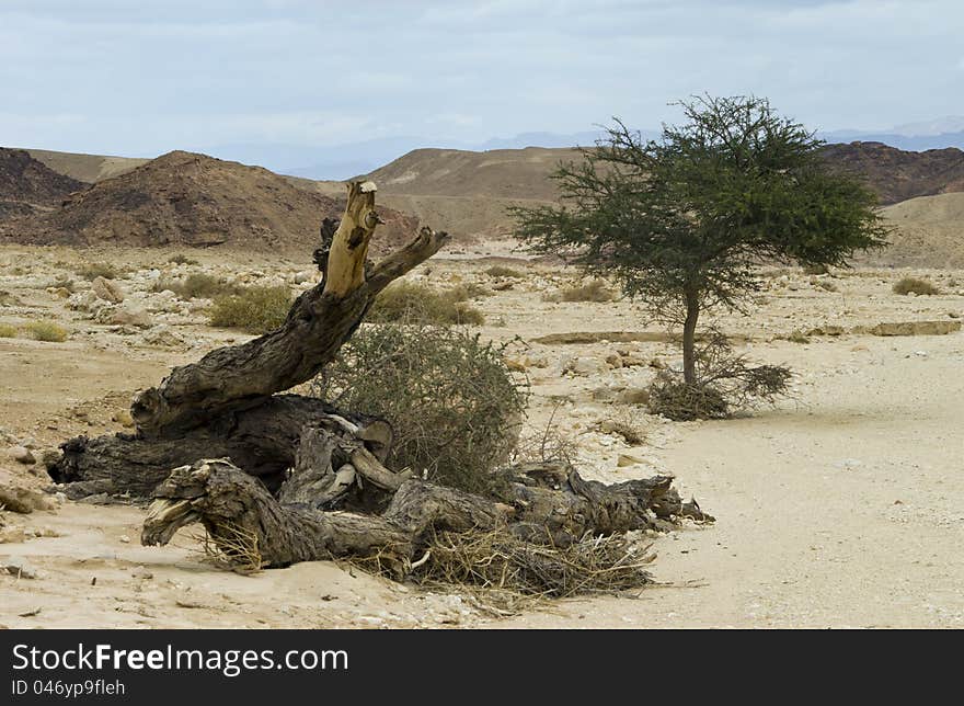 Spring Time In Timna Park, Israel