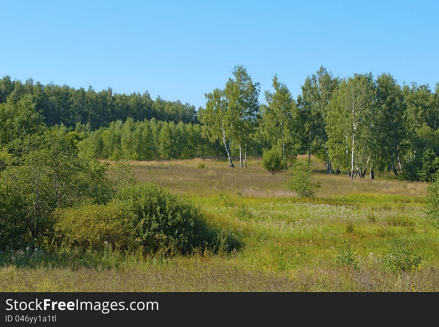 Glade in the forest, sunny summer day. Glade in the forest, sunny summer day