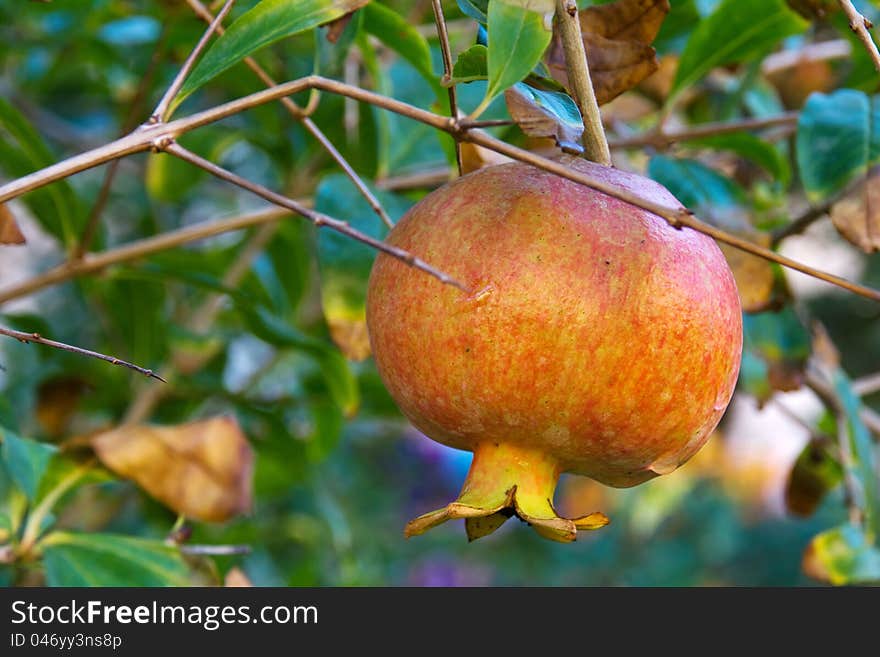 Pomegranate on tree