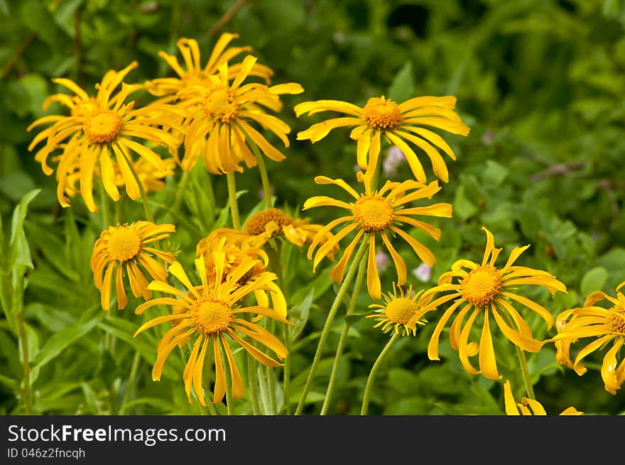 A bunch of Alpine Sunflowers blooming.