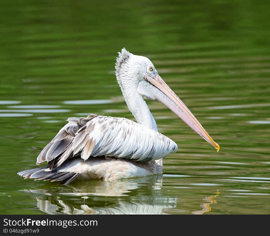 Spot-Billed pelican swimming in a pond