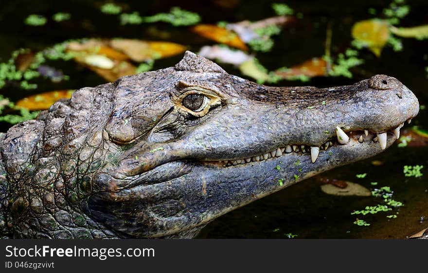 Close up of Crocodile's face
