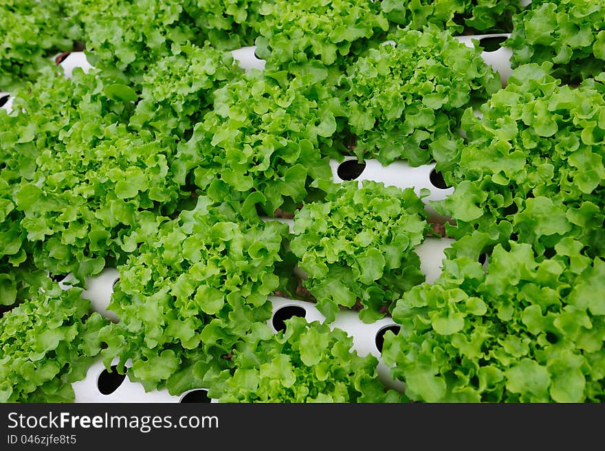 Close up of Hydroponic Vegetable